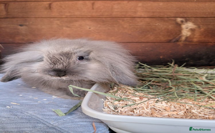 Angora rabbits - Advert 3