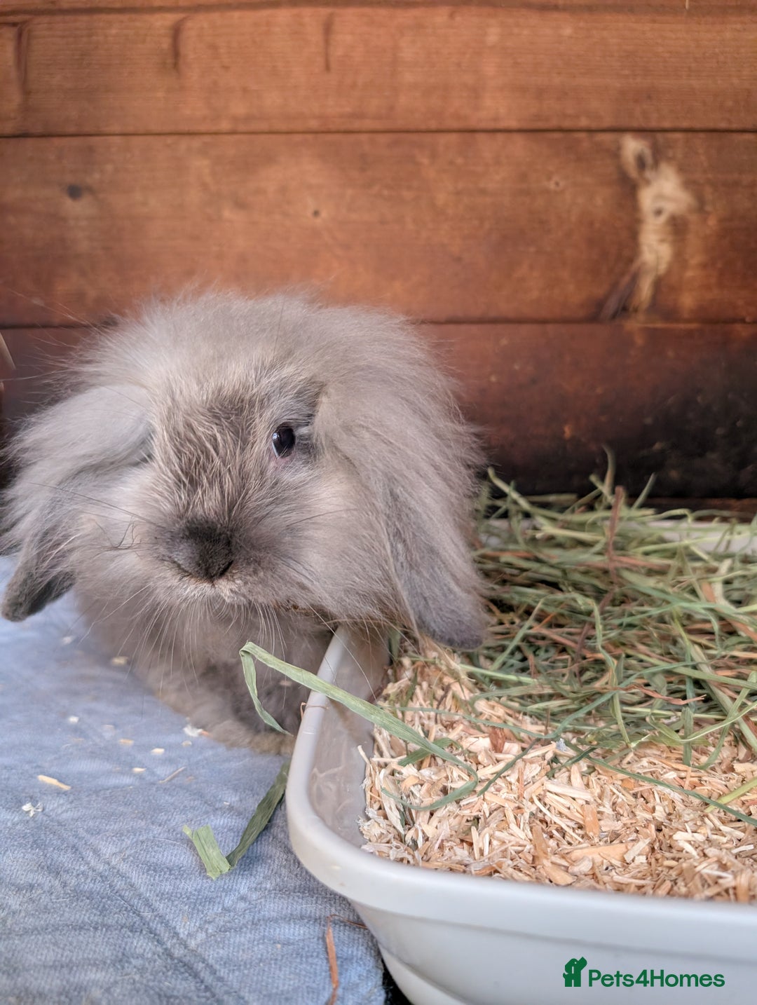 Angora rabbits for sale: Angora xLop - Image 1
