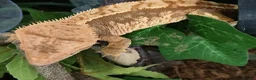 Gecko reptiles for sale: Crested gecko  in London - Advert 3