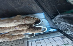Labradoodle dogs for sale: Beautiful labradoodles for Sale  in Stoke-on-Trent - Image 4