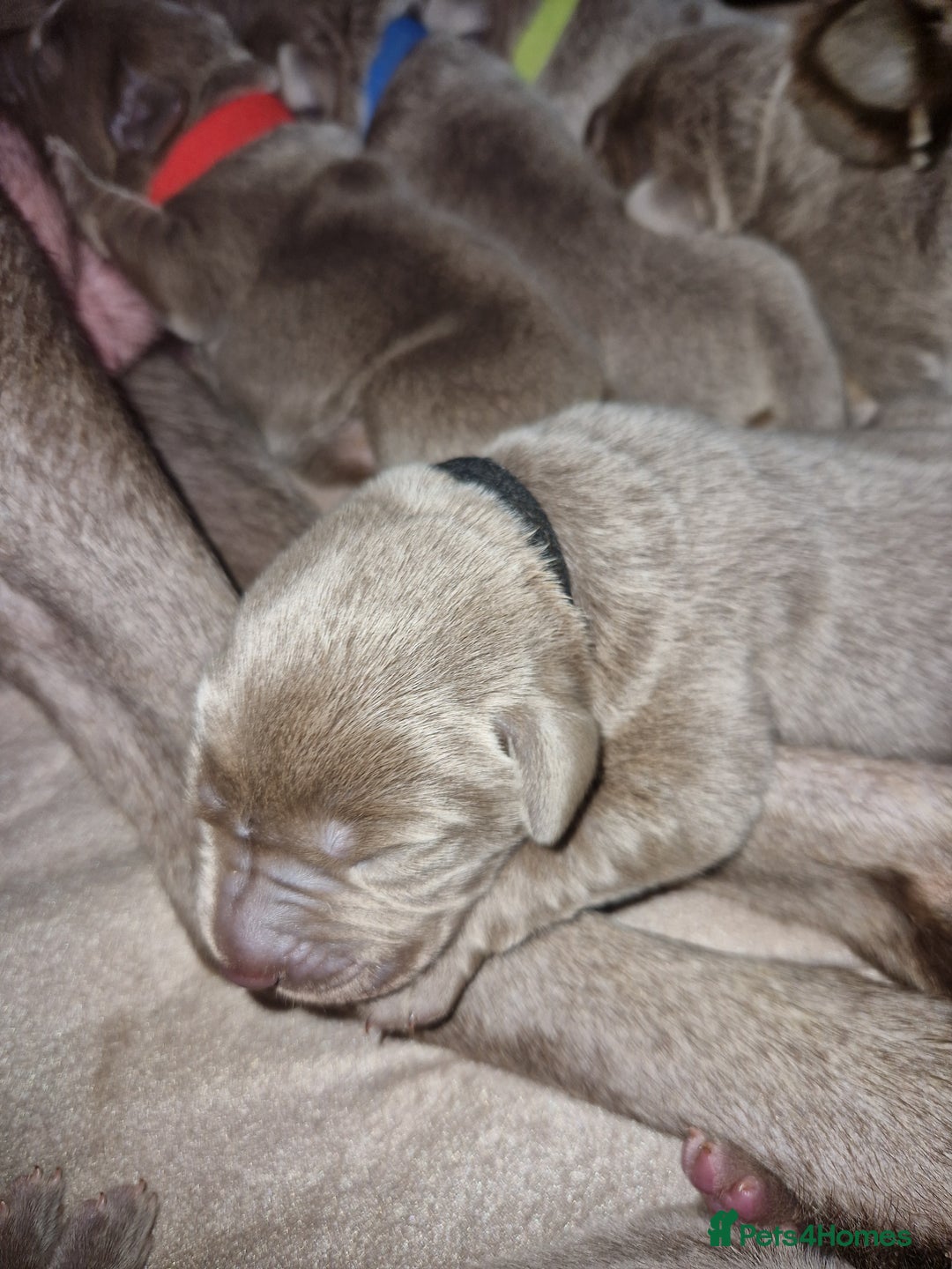 Labrador Retriever dogs for sale: !REDUCED! silver labrador's KC - Advert 31