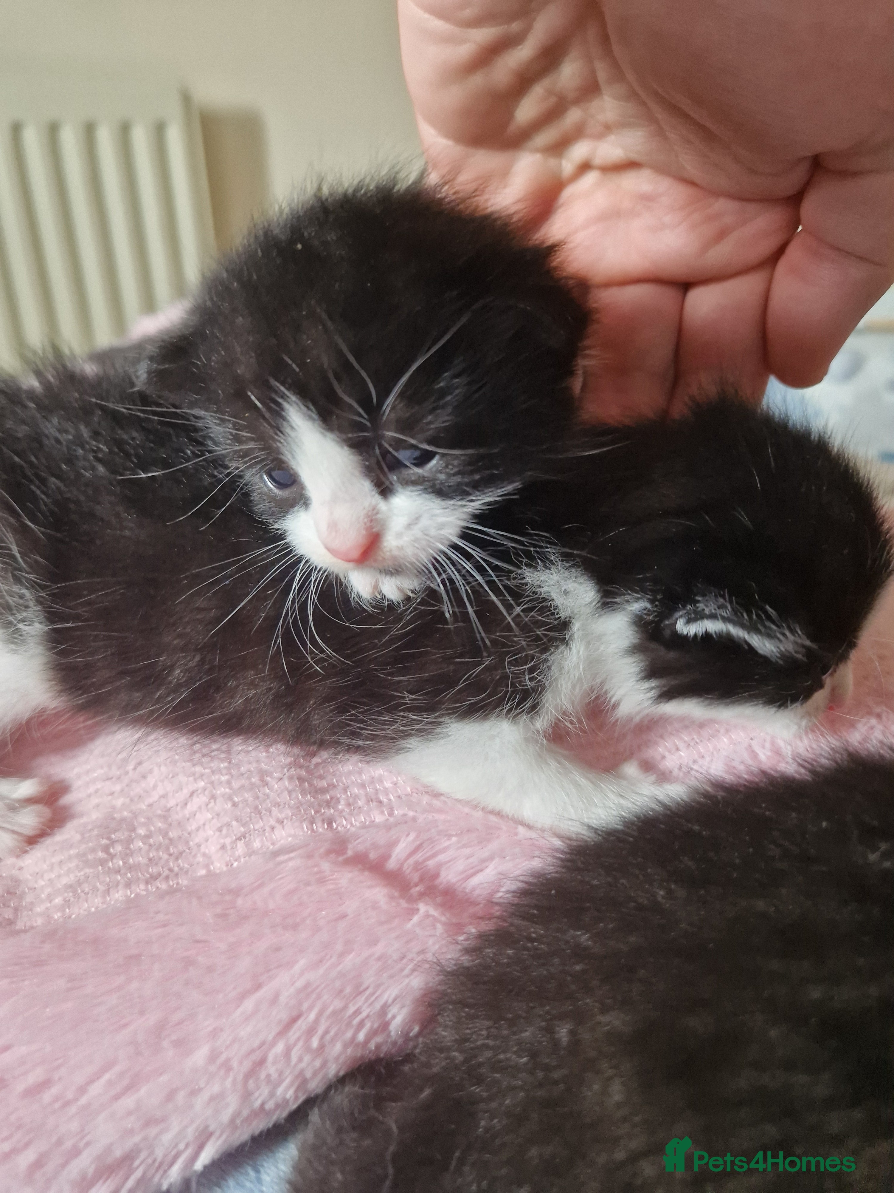 Mixed Breed cats Cat Tuxedo (Felix) - Advert 2