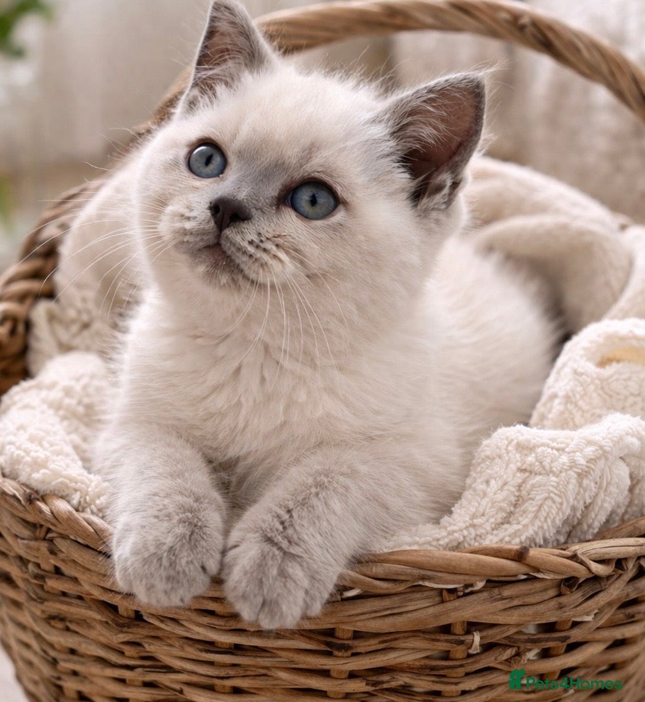 British Shorthair cats Stunning Lilac Point And Chocolate 8 Week Old  - Advert 2
