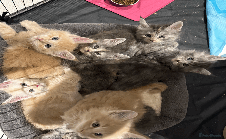Maine Coon cats - Advert 4