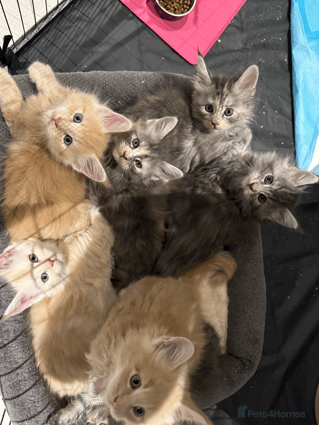 Maine Coon cats for sale: Maine coon kittens -2 boys and 1 girls left - Image 7