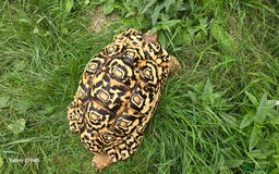 Tortoise reptiles for sale: Leopard, red and yellow foot tortoise  - Image 13