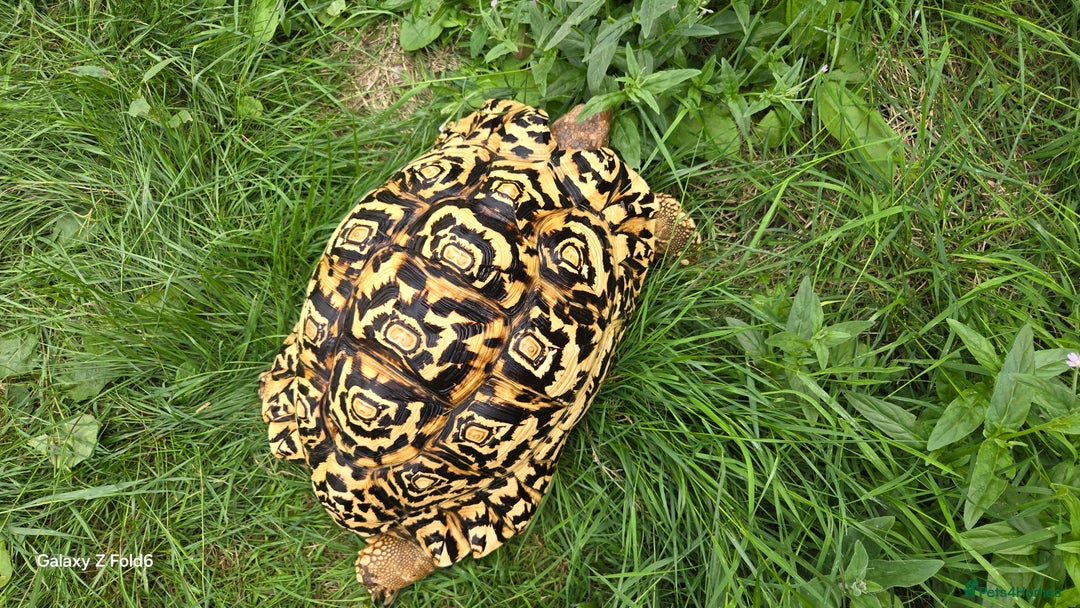 Tortoise reptiles for sale: Leopard, red and yellow foot tortoise  - Image 13