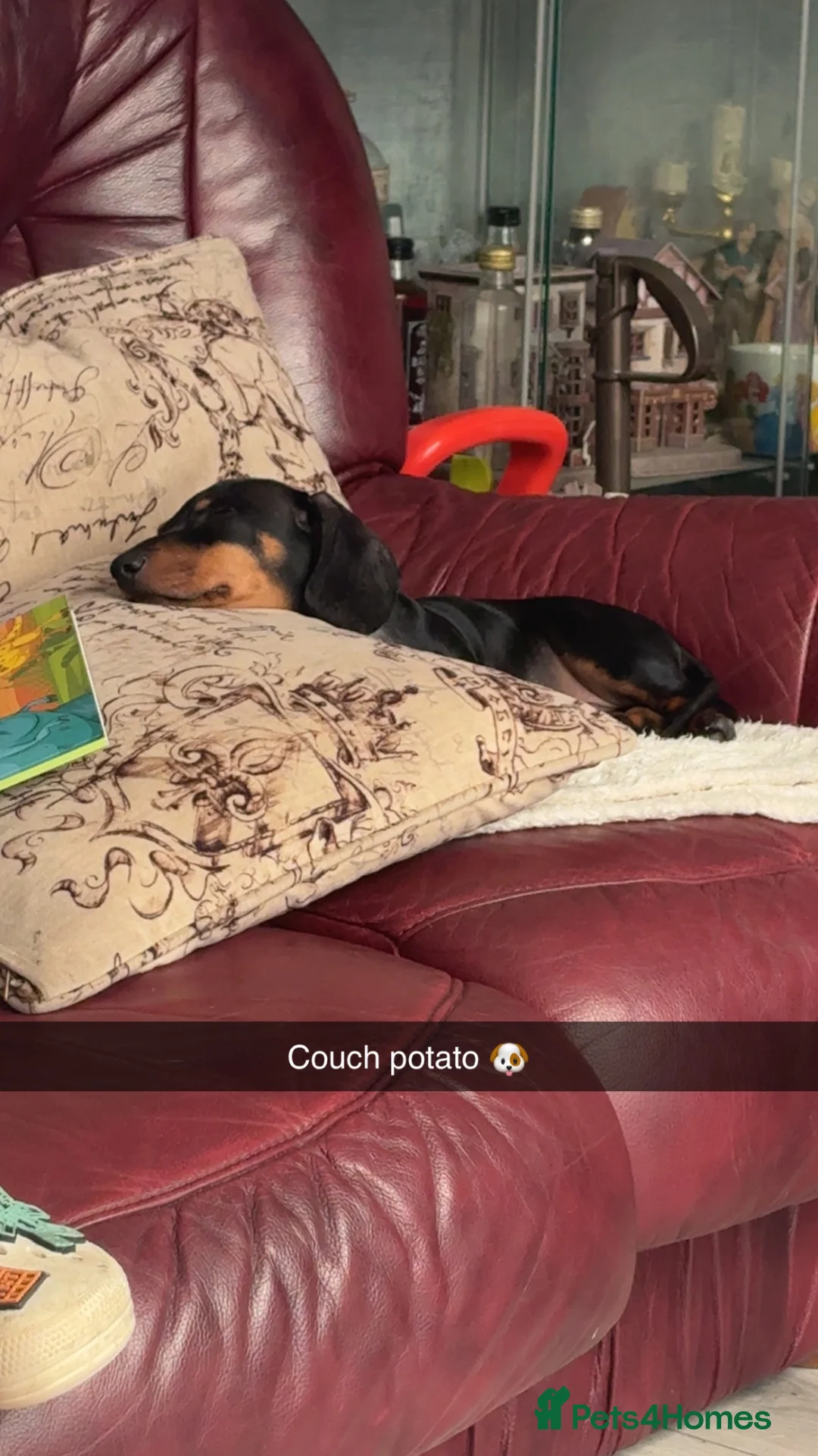 Dachshund dogs for sale: Daschund boy for sale  in Wolverhampton - Advert 2