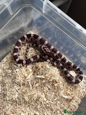 Corn Snake reptiles - Advert 17