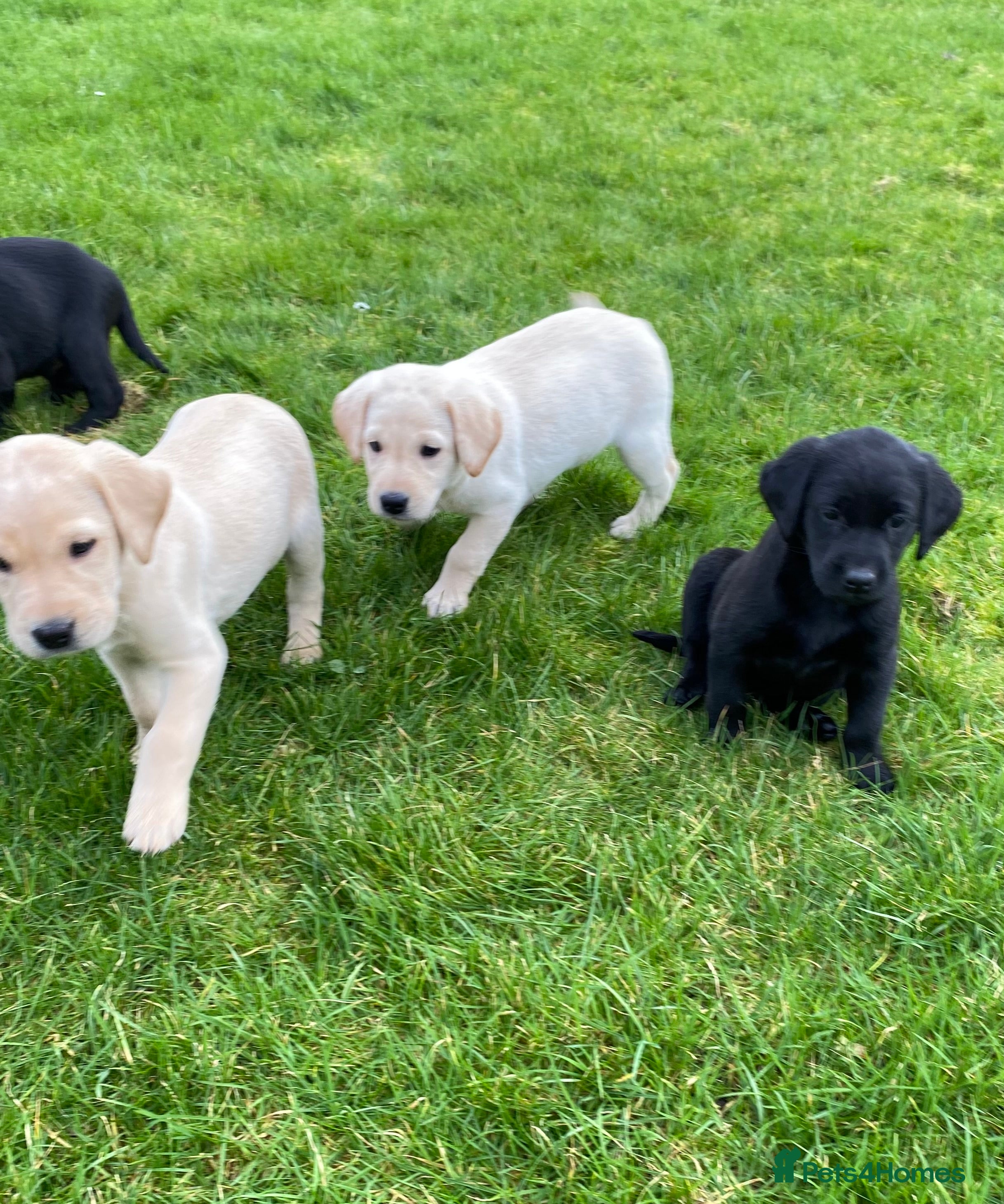 Labrador Retriever dogs Beautiful Well Bred KC Reg Labrador Puppies - Advert 1