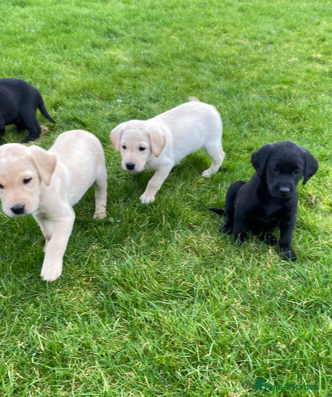 Labrador Retriever dogs for sale: Beautiful Well Bred KC Reg Labrador Puppies - Advert 1