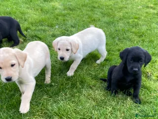 Labrador Retriever dogs Beautiful Well Bred KC Reg Labrador Puppies - Advert 1