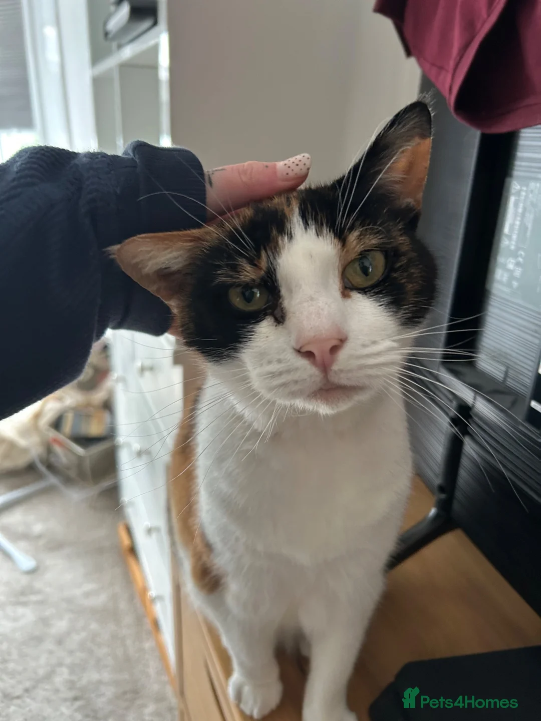 Mixed Breed cats for sale: Luna - tricoloured cat! in Abergavenny - Advert 1