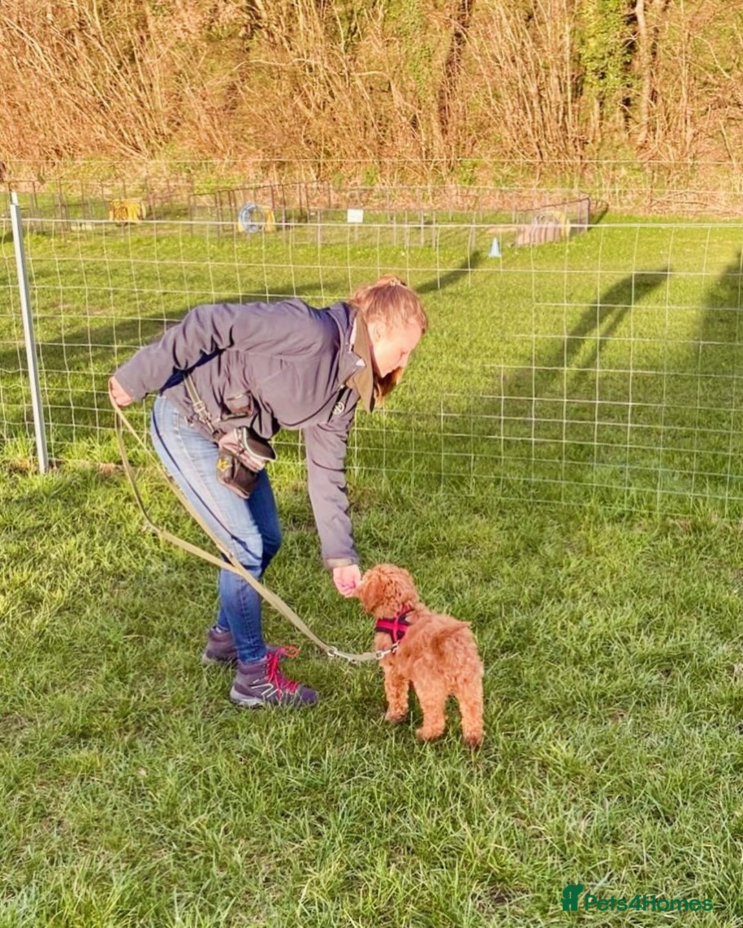 Double Doodle dogs for sale: Beautiful Double Doodle Puppy Sophie 8 Months Old - Advert 5