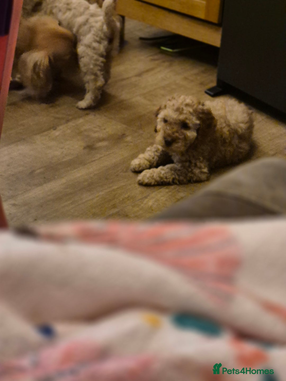 Cockapoo dogs for sale: ***BEAUTIFUL F1B COCKAPOOS*** - Advert 25