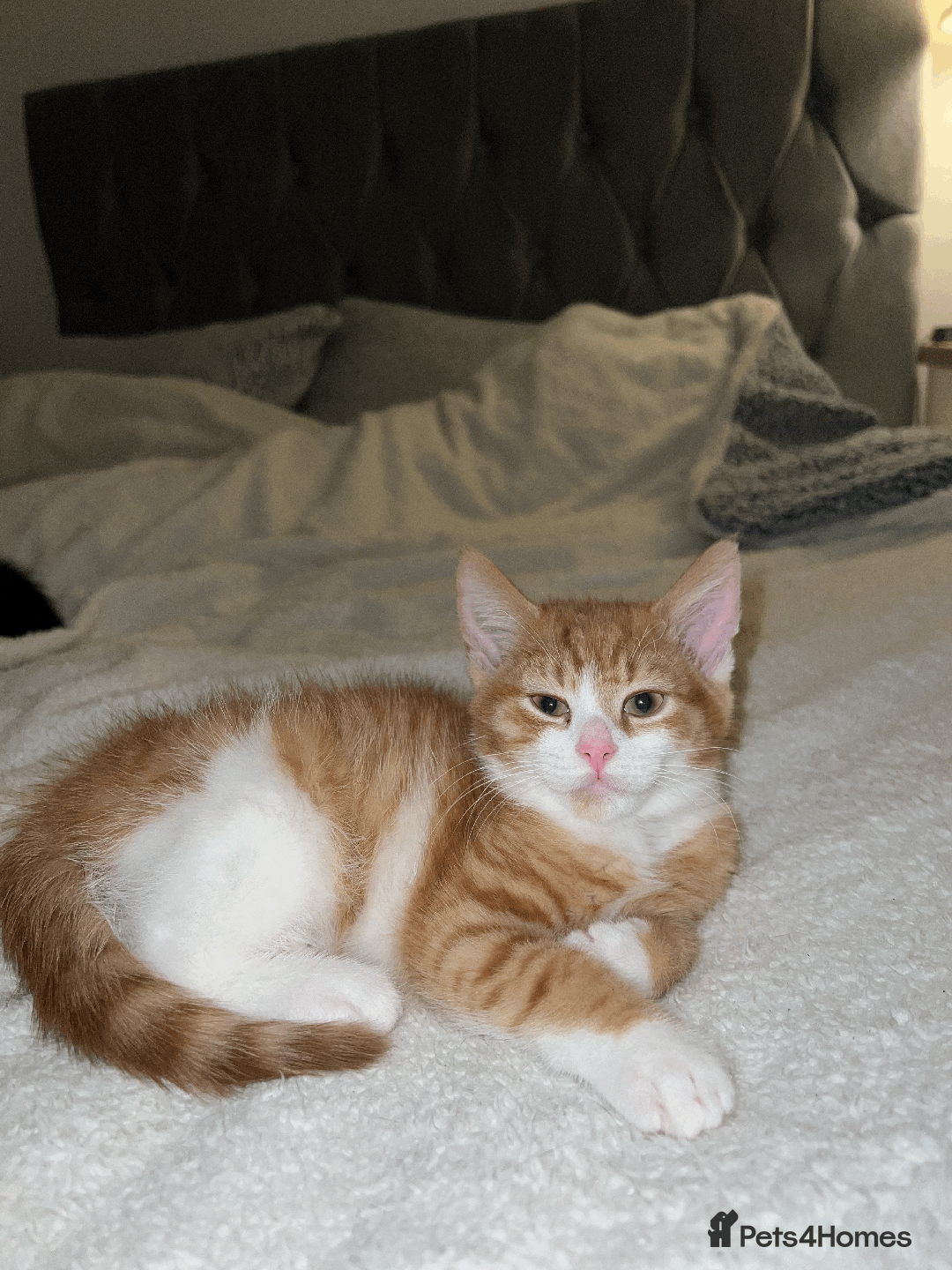 Domestic Shorthair cats for sale: Adorable Kittens Looking for Their Forever Homes - Advert 17