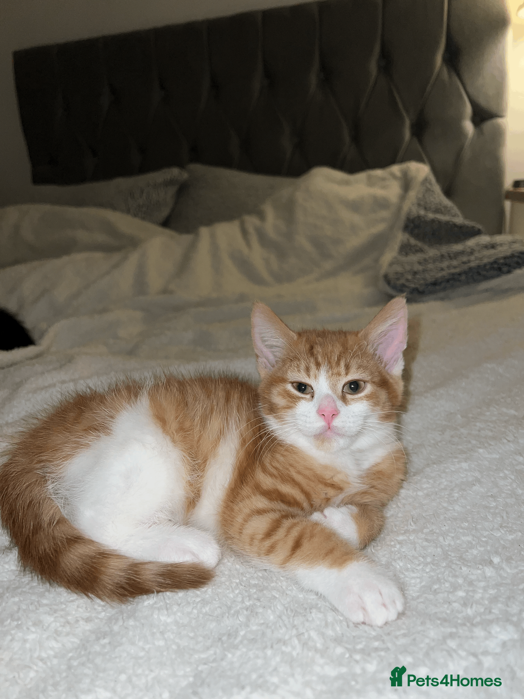 Domestic Shorthair cats for sale: Adorable Kittens Looking for Their Forever Homes - Advert 17