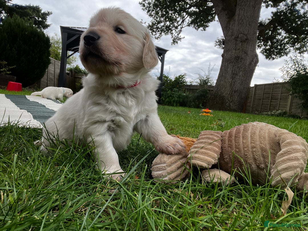 Golden Retriever dogs for sale: 3 beautiful Golden Retriever puppies  - Image 3