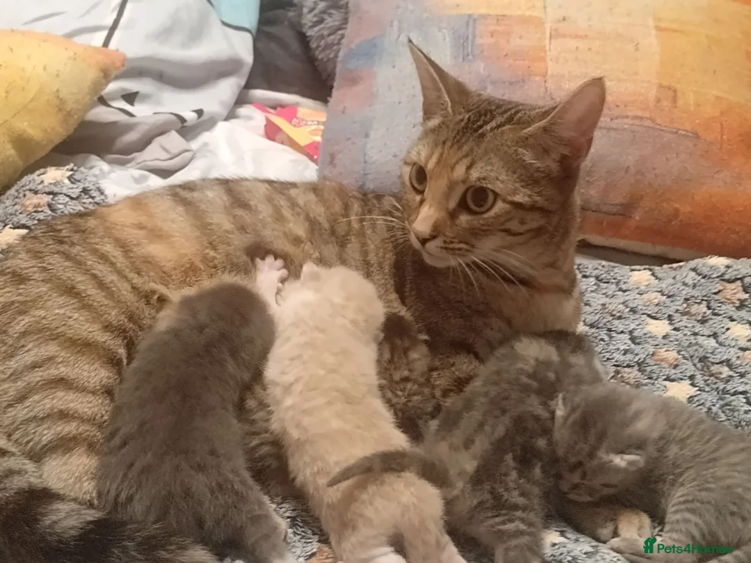 Mixed Breed cats for sale: Mixed tabby kittens 5 for sale . in Corby - Advert 19