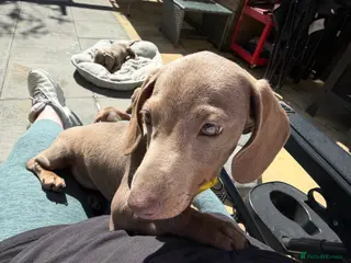 Dachshund dogs Chunky mini Dachshund puppies - Advert 3