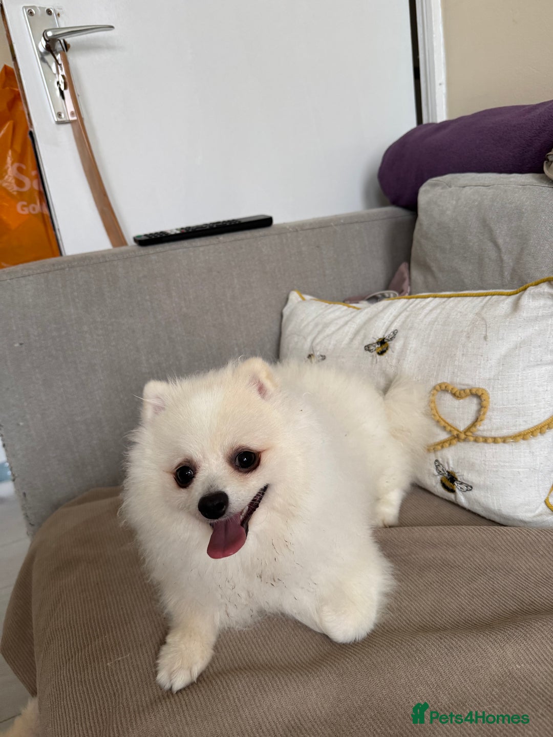 Pomeranian dogs for sale: Pure breed Pomeranian boy and girls  in London - Image 17