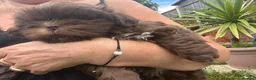 Shih Tzu dogs for sale: Chocolate Imperial Shihtzu Male - Advert 5