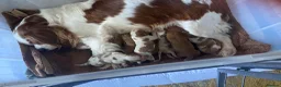 Cavalier King Charles Spaniel dogs for sale: Cavalier King Charles Spaniel Puppies - Advert 1