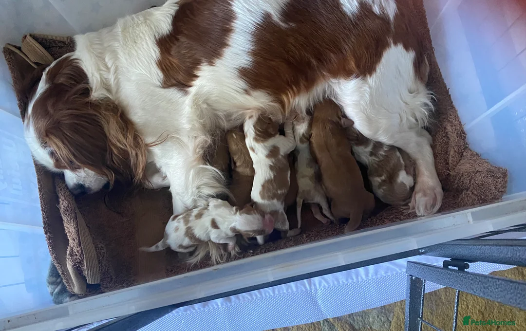 Cavalier King Charles Spaniel dogs for sale: Cavalier King Charles Spaniel Puppies - Advert 1