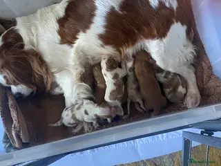 Cavalier King Charles Spaniel dogs Cavalier King Charles Spaniel Puppies - Advert 6