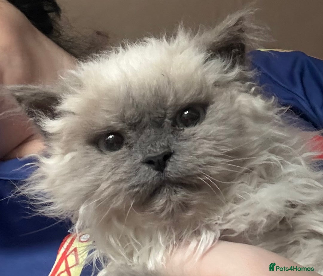 Selkirk Rex cats for sale: Gorgeous Selkirk Rex - Image 4