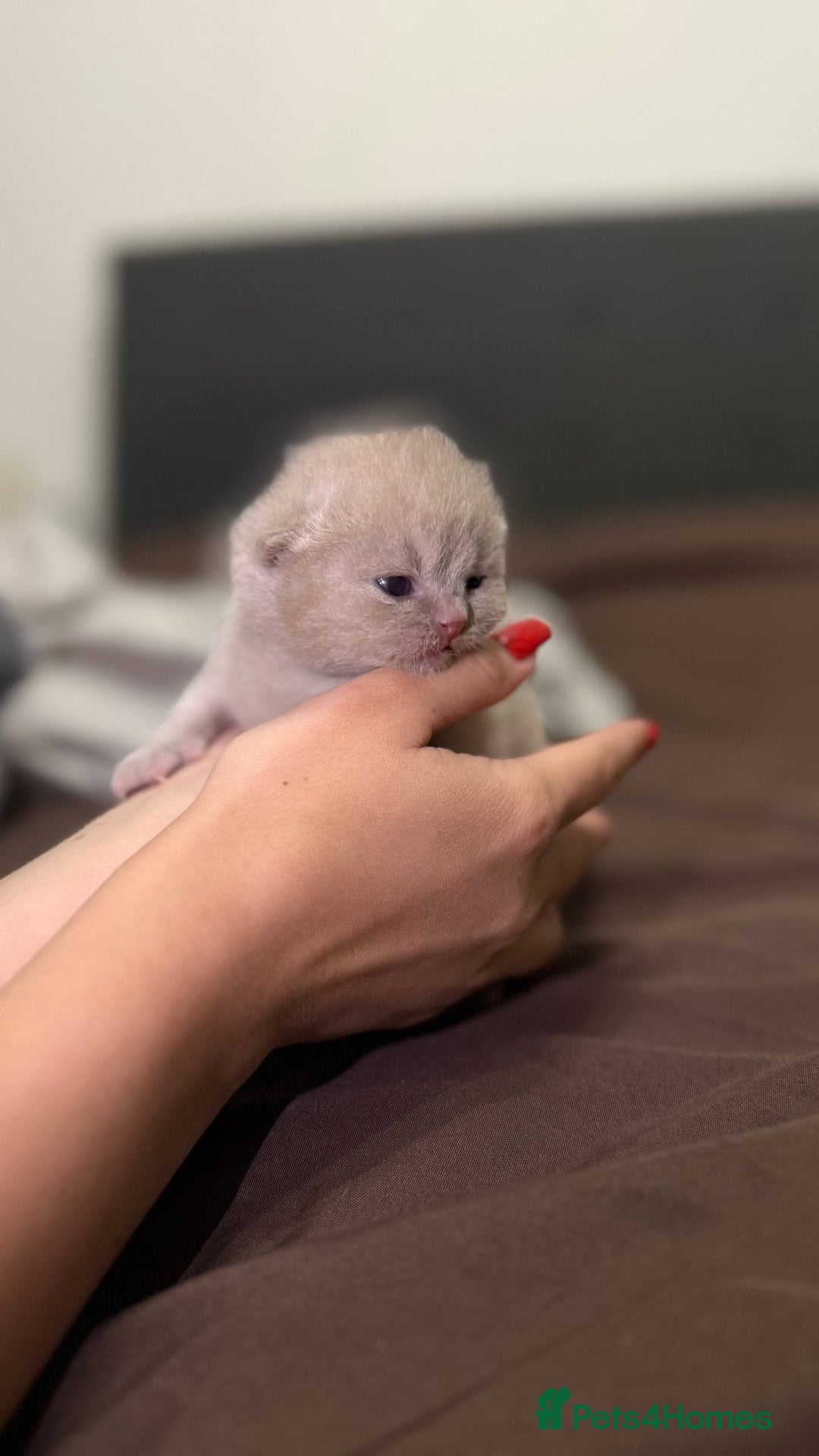 British Shorthair cats for sale: Luxury British Shorthair Kittens | Cinnamon & Fawn - Advert 23