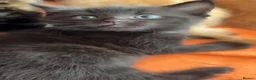 Domestic Shorthair cats for sale: Domestic Shorthairs - Tabbies and Ginger babies  - Advert 12
