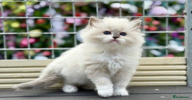 Ragdoll cats - Advert 16