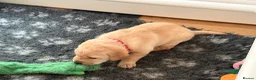 Labrador Retriever dogs for sale: Beautiful Labrador retriever puppies for sale - Advert 4