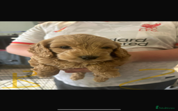 Cockapoo dogs for sale: Cockapoo puppies for sale  - Image 7