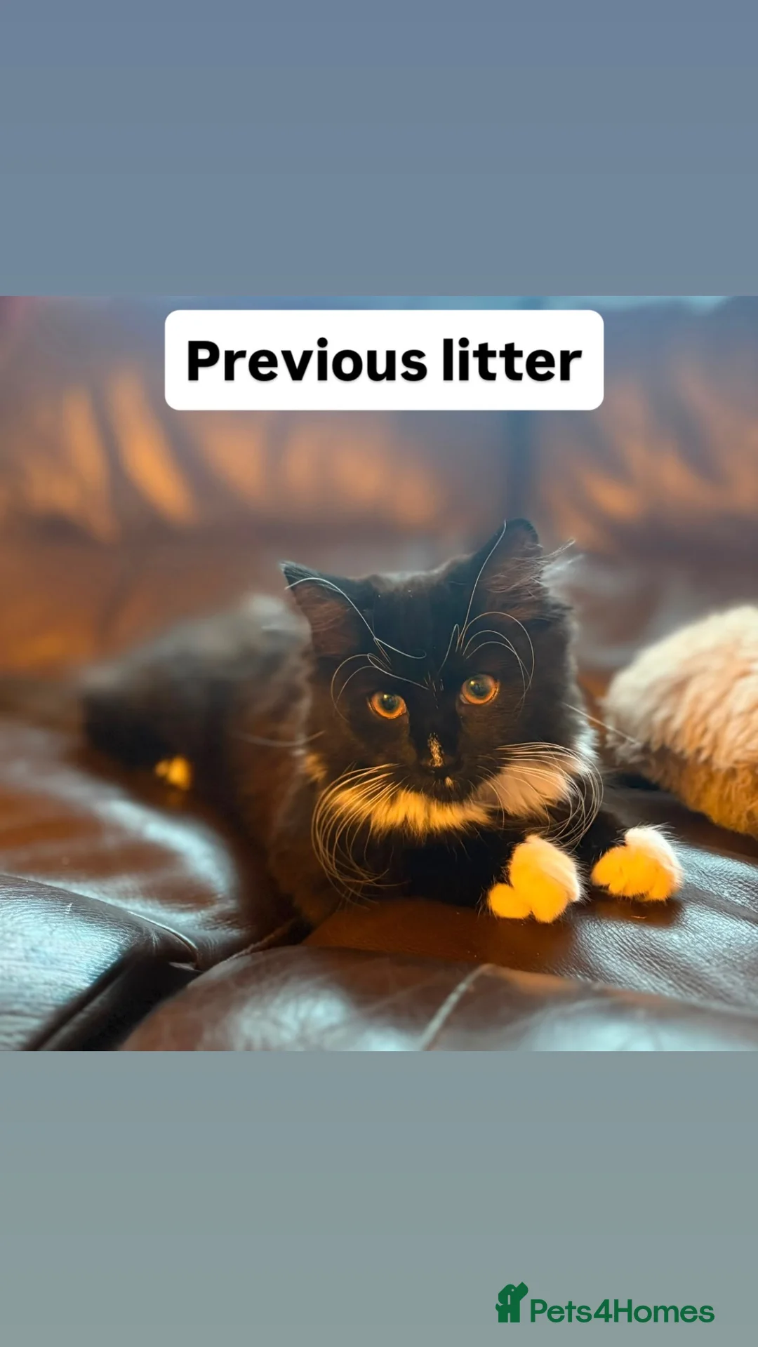 Mixed Breed cats for sale: Gorgeous Black & White Kittens – Boys & Girls - Advert 2