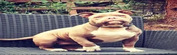 American Bully dogs for sale: 💎Elite Lilac Tri Pocket Bullies AKBC registered💎 - Advert 20