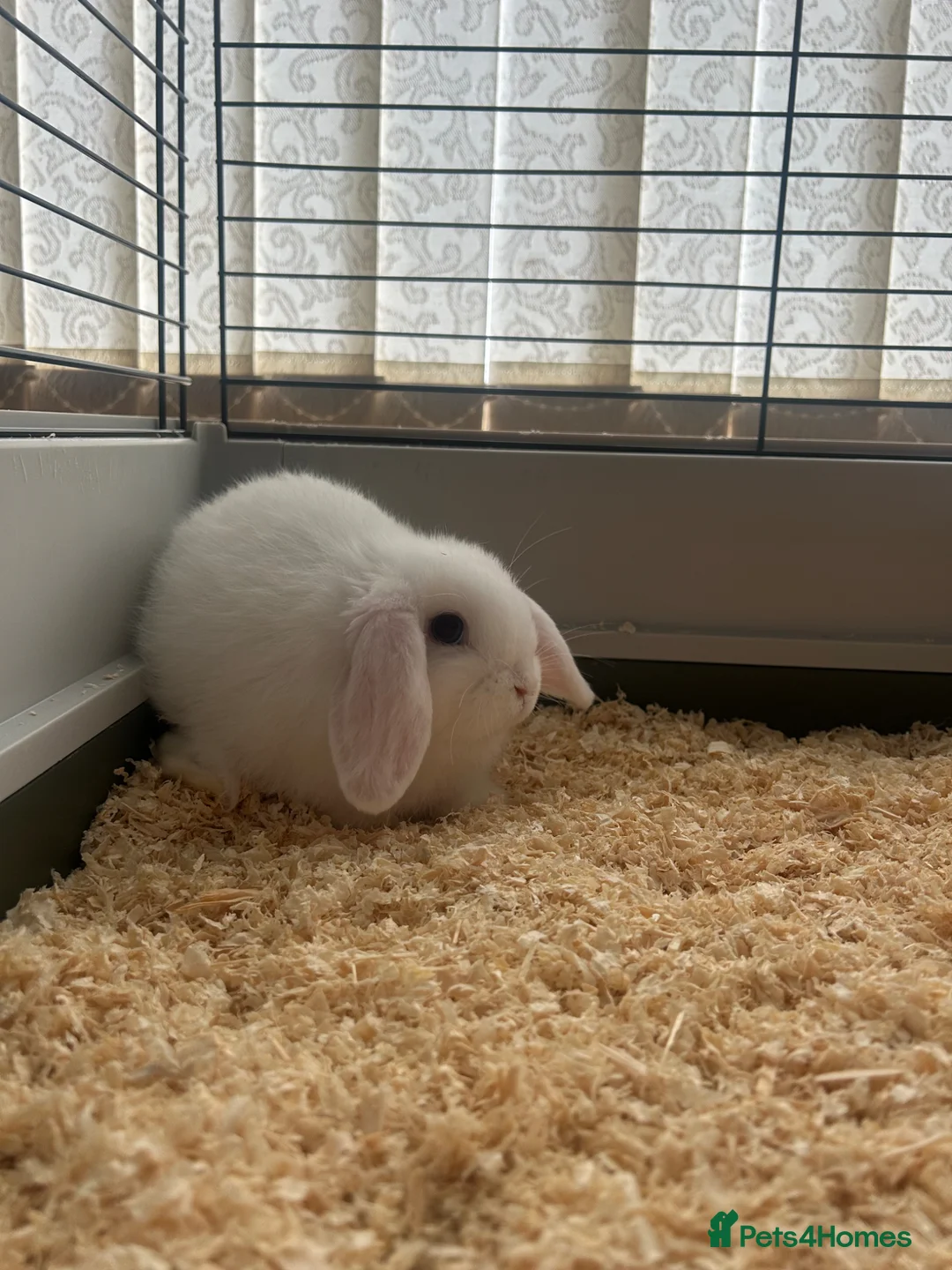Mini Lop rabbits for sale: Mini Lop Rabbit - Advert 3