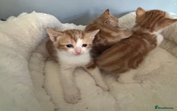 Domestic Shorthair cats for adoption: -Adopt from Cats in Crisis East London  - Image 4