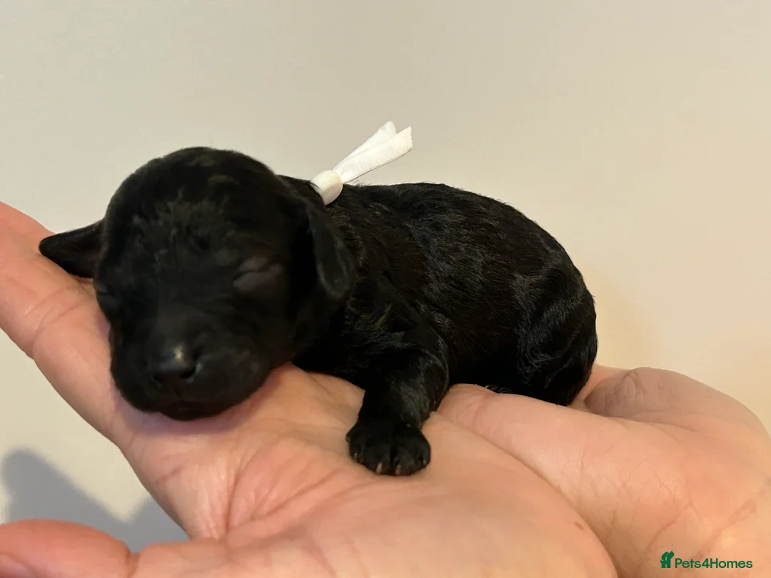 Miniature Poodle dogs for sale: Beautiful Merle Miniature Poodles in Crowborough - Advert 7