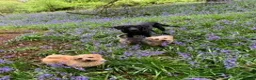 Norfolk Terrier dogs for sale: 5 year-old Neutered Male Norfolk Terrier - Advert 2