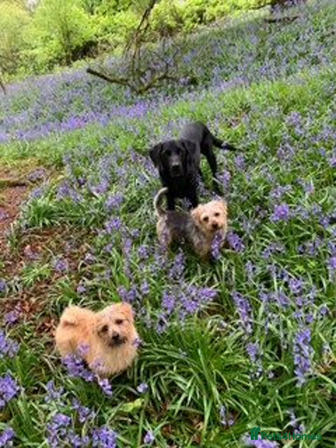 Norfolk Terrier dogs for sale: 5 year-old Neutered Male Norfolk Terrier - Advert 2
