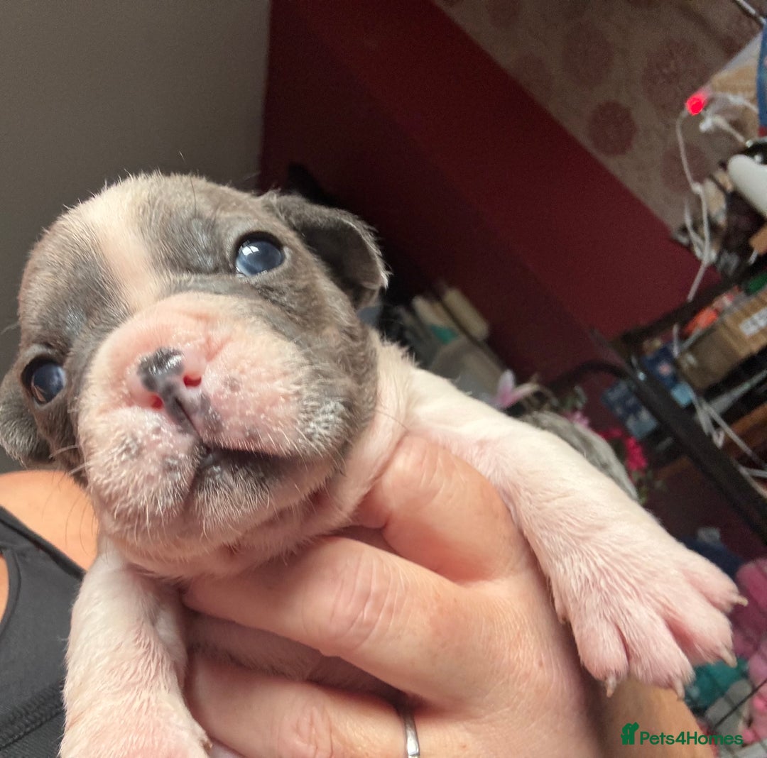 French Bulldog dogs for sale: Chunky French bulldog 3x girl puppies 23/10/25 - Image 12