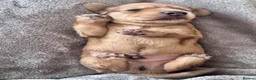 Dachshund dogs for sale: 🐾 Beautiful Long-Haired Dachshund Puppies 🐾 - Advert 6