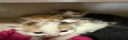 Mixed Breed cats for sale: Beautiful kittens - Advert 5