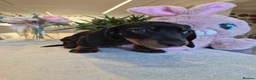 Miniature Dachshund dogs for sale: Beautiful Miniature Dachshund Ready to leave!♥️💙 - Advert 24