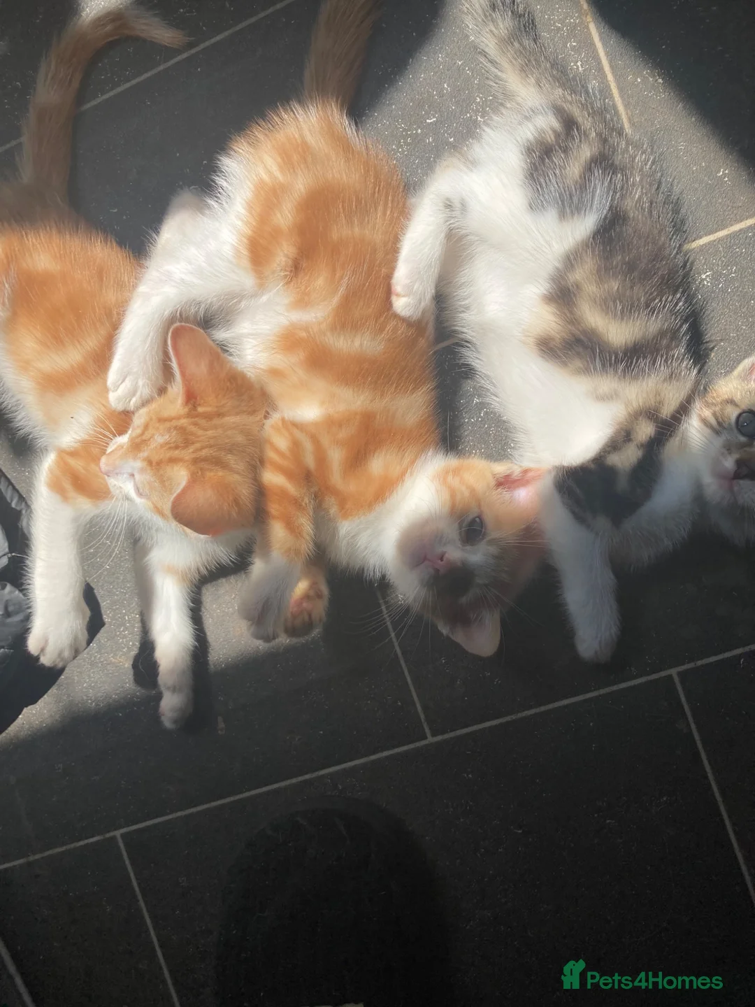 Mixed Breed cats for sale: 3 Gorgeous Playful Kittens  - Advert 2