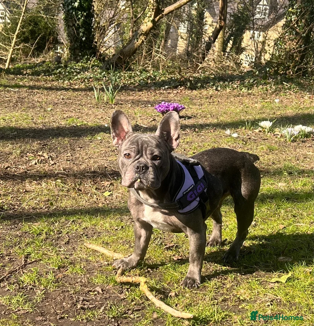 French Bulldog dogs for sale: French Bulldog Puppies for sale - Advert 5