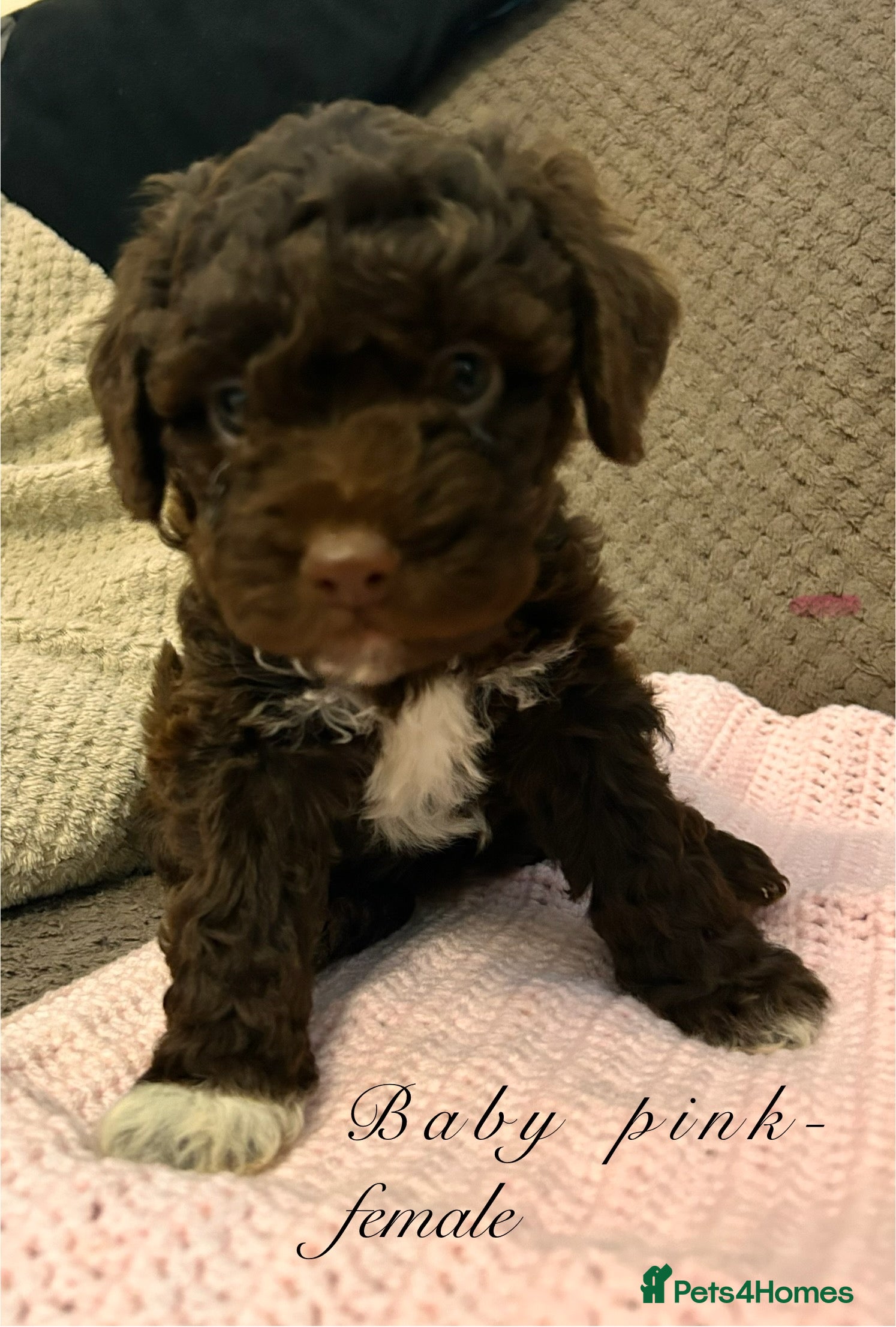 Lagotto Romagnolo dogs Spring Lagotto Romagnolo puppies - Advert 5