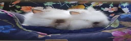 Angora rabbits for sale: Adorable Angora/Double maned lionheads - Advert 3